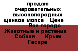 продаю очаровательных высокопородных щенков мопса › Цена ­ 20 000 - Все города Животные и растения » Собаки   . Крым,Гаспра